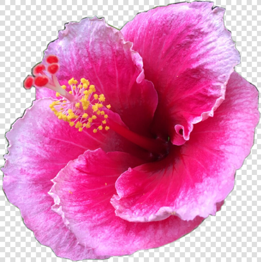  pretty  pink  tropical  flower  tropicalflower  summer   ดอกไม้ สีชมพู แปลก ๆ  HD Png DownloadTransparent PNG