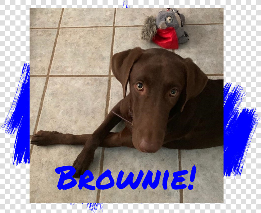 Chocolate Labrador Retriever Adoption   Companion Dog  HD Png DownloadTransparent PNG