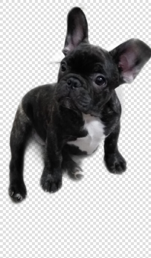  pumba   French Bulldog  HD Png DownloadTransparent PNG
