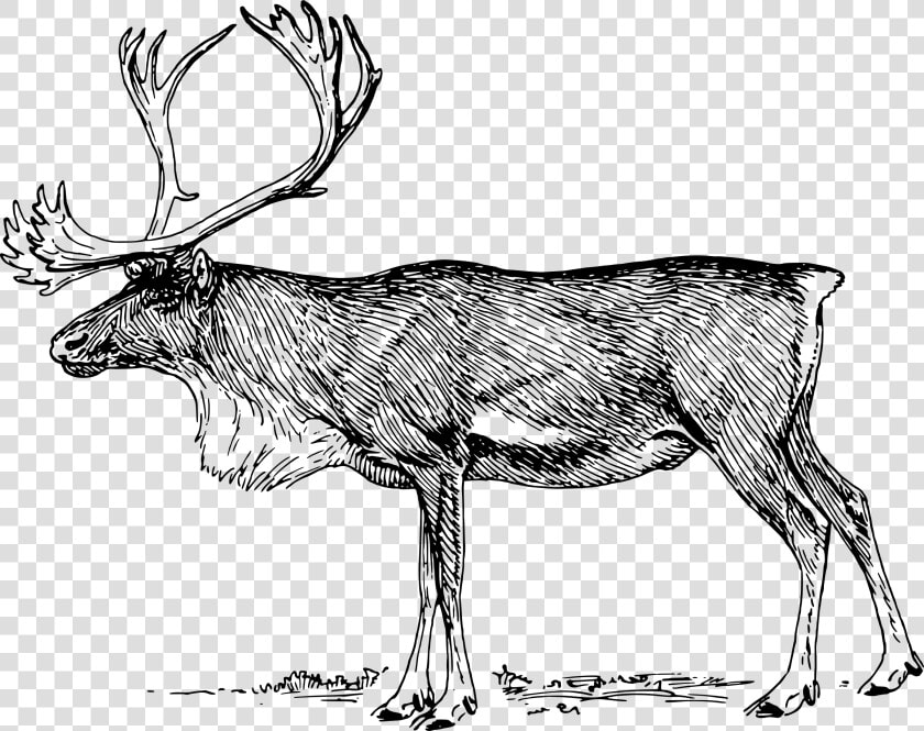Reindeer 2 Clip Arts   Caribou Clipart Black And White  HD Png DownloadTransparent PNG