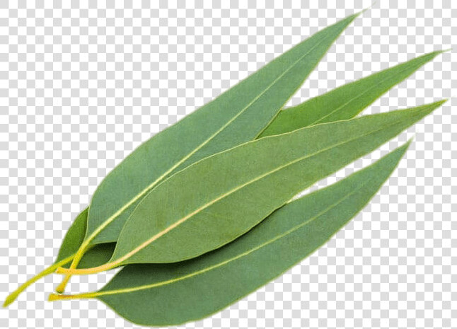 Eucalyptus Leaves Png   Eucalyptus Leaves  Transparent PngTransparent PNG