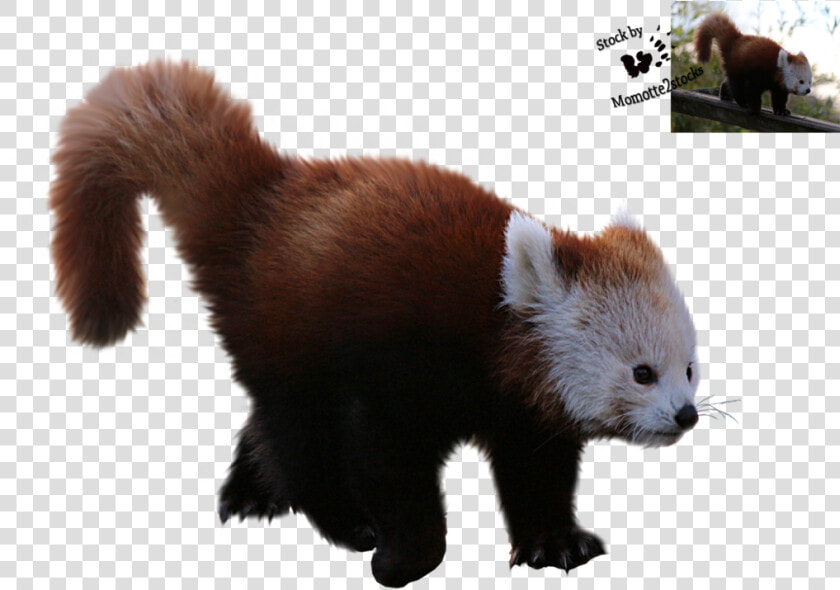 Red Panda  Giant Panda  Desktop Wallpaper  Fur Png   Red Panda Clear Background  Transparent PngTransparent PNG