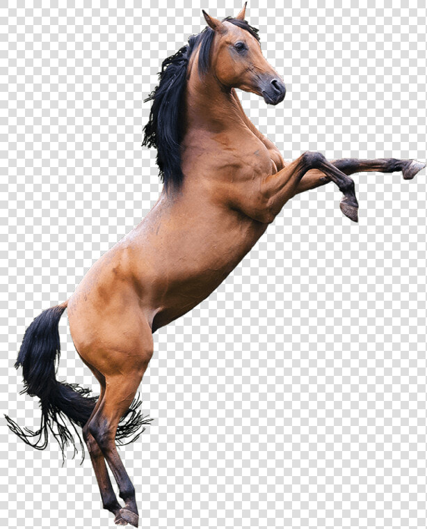 Stallion   Png Download   Horse  Transparent PngTransparent PNG