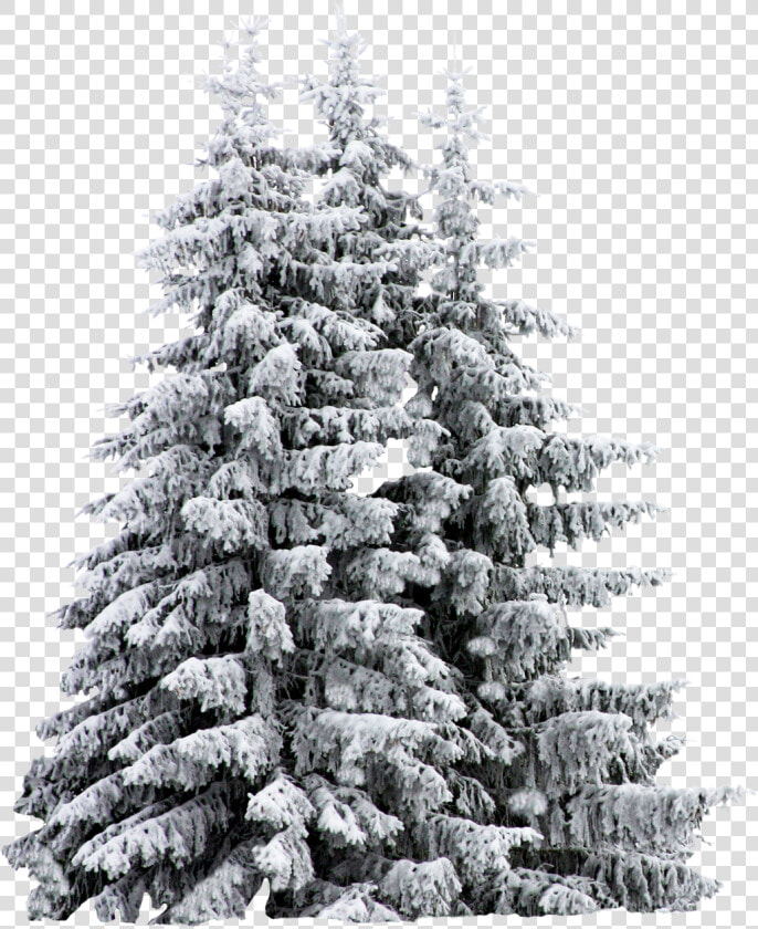 Snow Covered Trees Sketch   Png Download   Pine Trees Snow Png  Transparent PngTransparent PNG