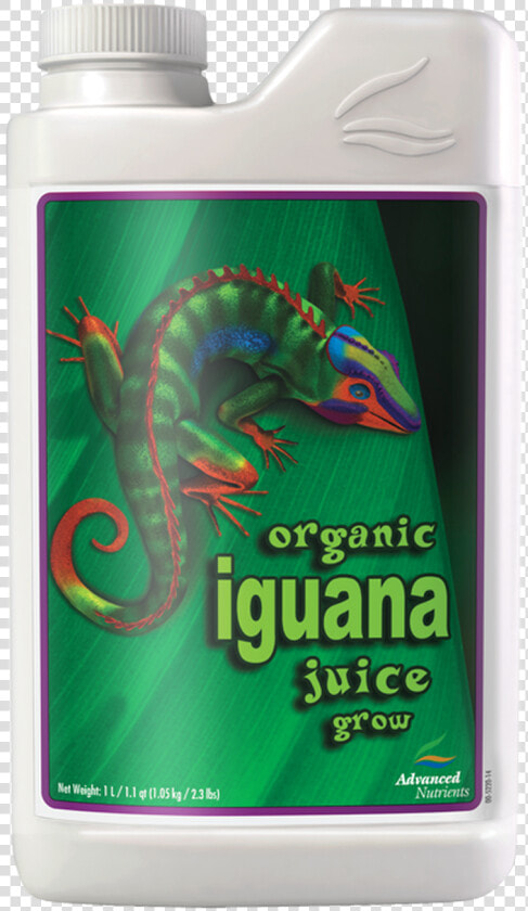 Iguana Png  Transparent PngTransparent PNG
