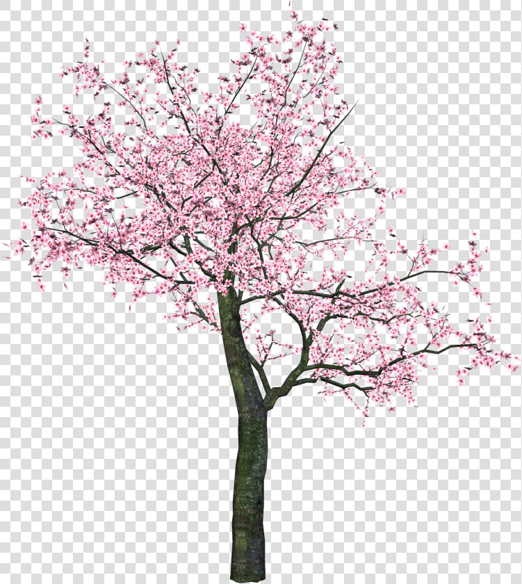 Sakura Png   Tree Sakura Png  Transparent PngTransparent PNG