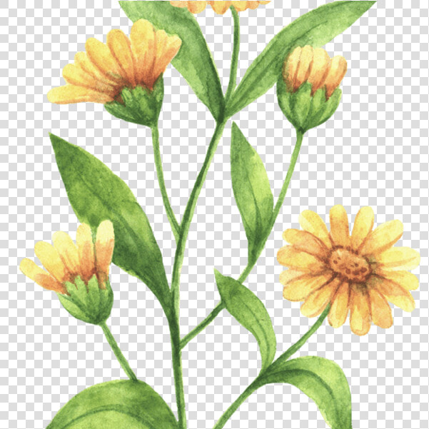 Rustic Marigold Seeds Wedding Favour Marry Golds Wildflower   Calendula Flower Drawing  HD Png DownloadTransparent PNG