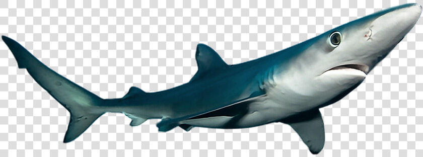  ftestickers  shark  sea  ocean  fish   Png Photos Of Ocean Fish  Transparent PngTransparent PNG