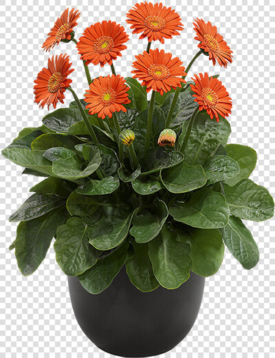 Barberton Daisy  HD Png DownloadTransparent PNG