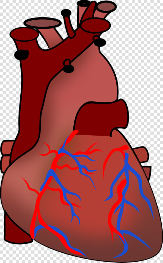 Human Heart Clipart   Animals Including Humans Year 6  HD Png DownloadTransparent PNG