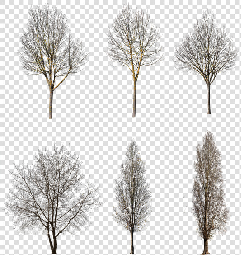 Tree Winter Cutout Free  HD Png DownloadTransparent PNG