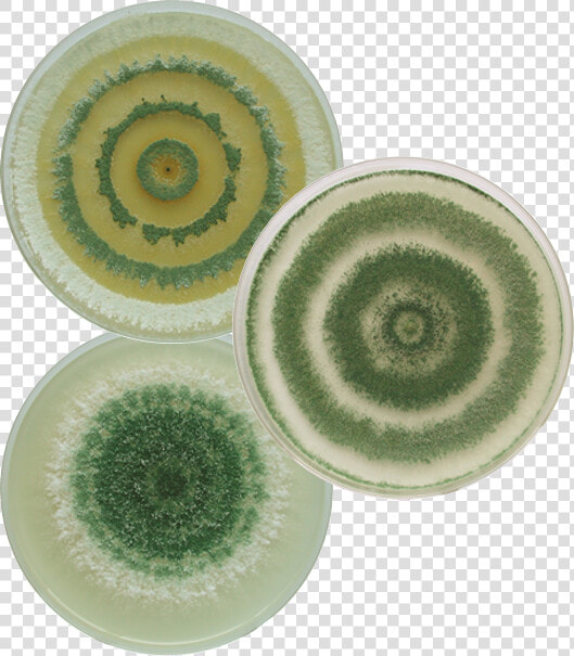 Nitrogen fixing Pines And Grasses   Trichoderma Plate  HD Png DownloadTransparent PNG