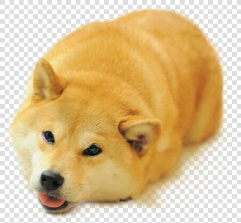 Funny Shiba Inu Face   Png Download   Shiba Inu Bread Loaf  Transparent PngTransparent PNG