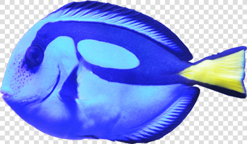 Blue Tang Fish Png Image   Png Fish  Transparent PngTransparent PNG