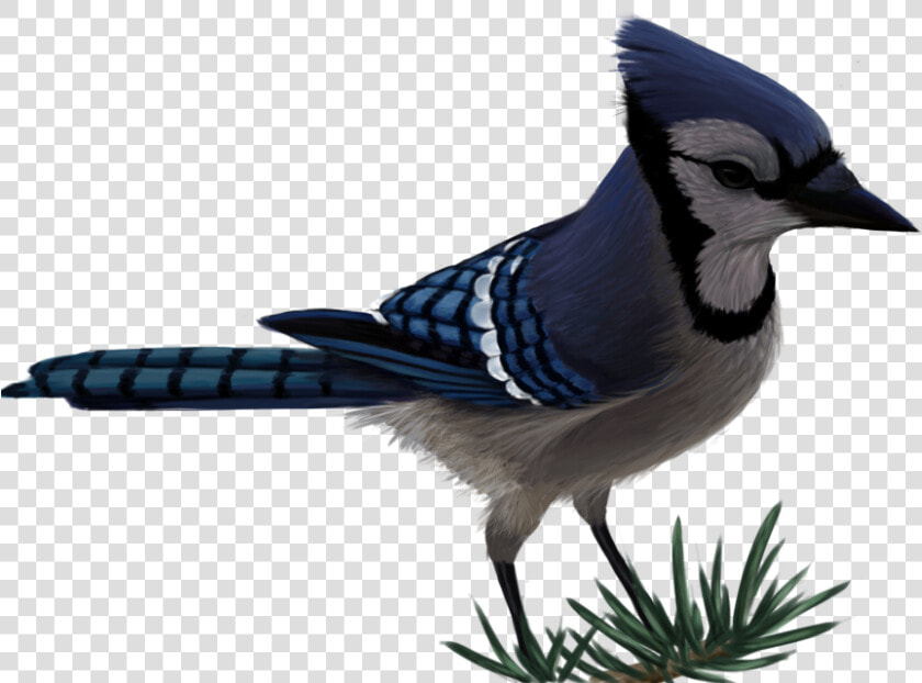 Blue Jay By Sherushi Vector Free   Transparent Blue Jay Png  Png DownloadTransparent PNG