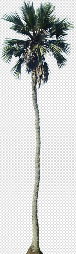 Cutout Palm Trees Png  Transparent PngTransparent PNG