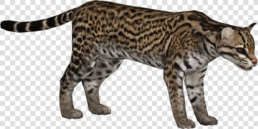 Ocelot   Zoo Tycoon 2 Ocelot  HD Png DownloadTransparent PNG