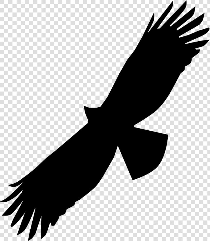 Black Eagle Bird Of Prey Bald Eagle Beak   Swainson Hawk Silhouette  HD Png DownloadTransparent PNG