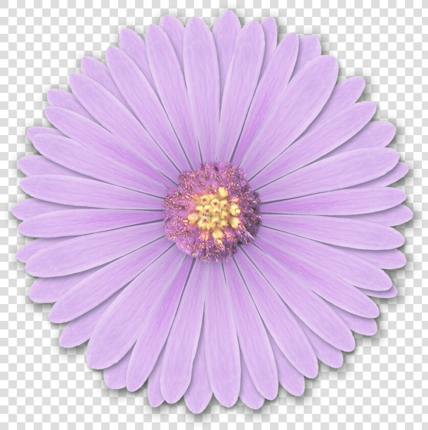 Res Light Purple Flowers Png By Hanabell1 D6l6mwr Png   Flower Png For Edits  Transparent PngTransparent PNG
