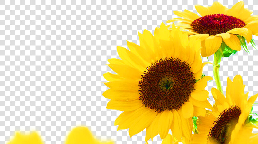  ftestickers  sunflowers  border  corner   Sunflower Corner Border Clipart  HD Png DownloadTransparent PNG