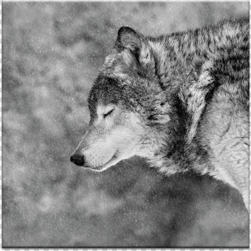 02ph Let It Snow   Am A Lone Wolf It Blows My Mind  HD Png DownloadTransparent PNG