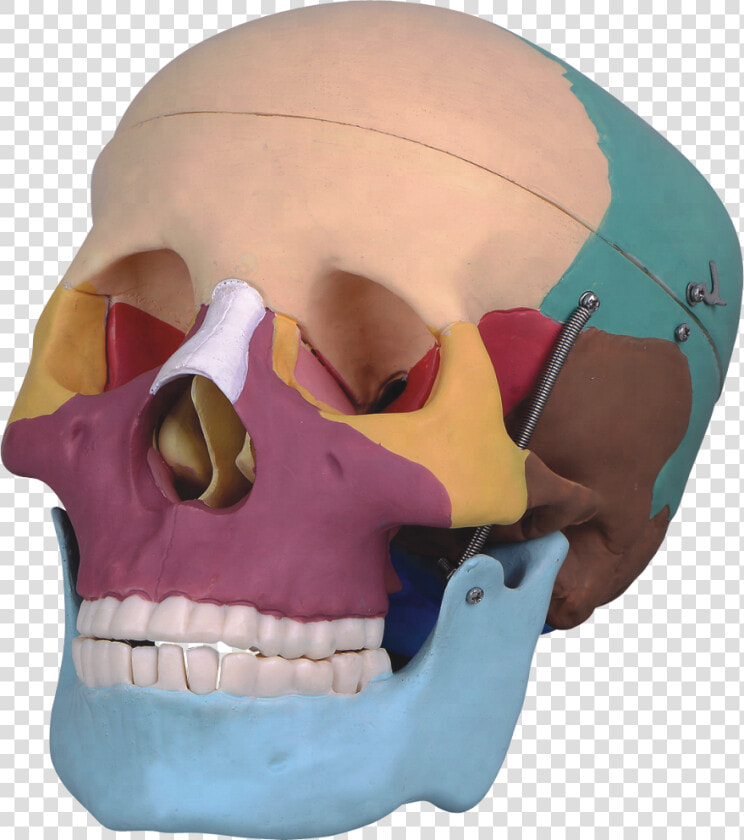 Life Size Human Skull With Colored   Skull  HD Png DownloadTransparent PNG