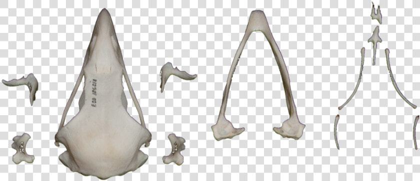 Nipper  HD Png DownloadTransparent PNG